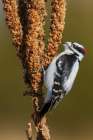 Downy woodpecker looking for Mullen seeds in Montana Art Print